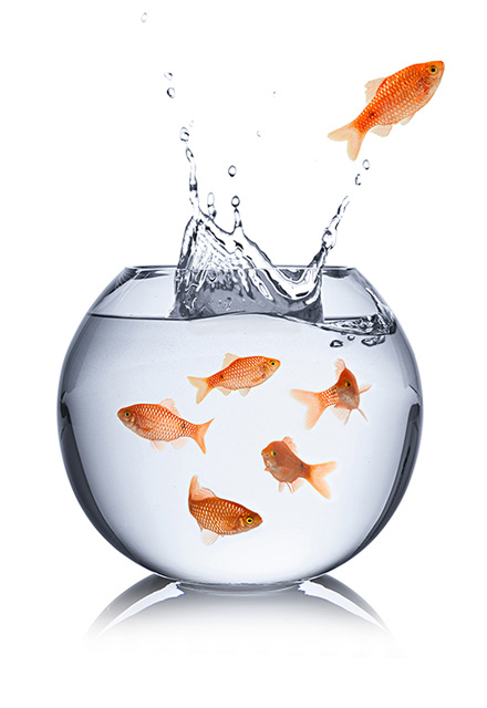 goldfish jumping out of bowl